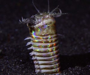 True Facts About Polychaetes