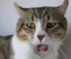 Why Is Your Cat So Disgusted?