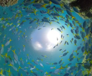 Great Barrier Reef Overcapture