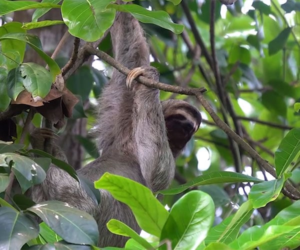 Are Sloths Low Tier?