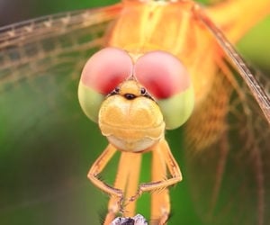 True Facts About Dragonflies