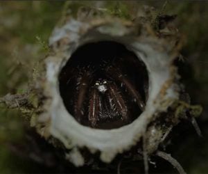 The Turret Spider