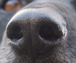 How Your Dog’s Nose Knows
