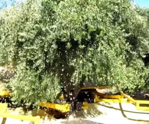 How to Harvest Olives