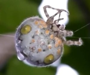 True Facts About the Bolas Spider