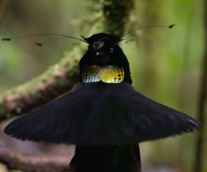 Our Planet: Birds of Paradise