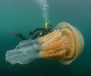 Giant Barrel Jellyfish
