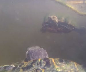 GoPro on a Turtle