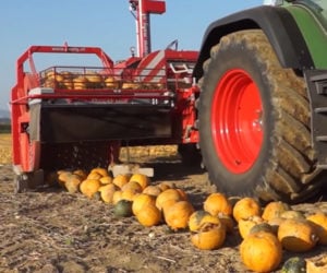How Pumpkin Seeds Are Harvested
