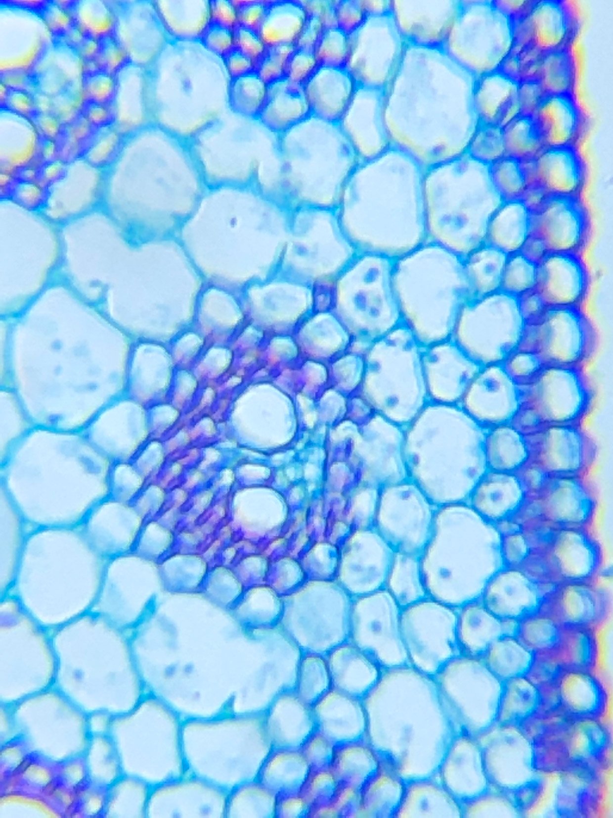 Diple Smartphone Microscope