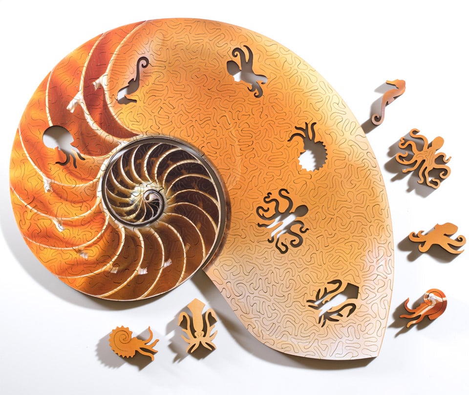 Spiral Shell Puzzles