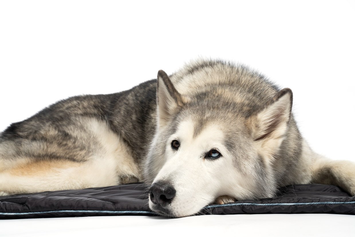 Rumpl Loki Dog Bed