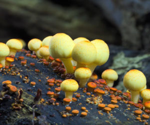 Fantastic Fungi (Trailer)