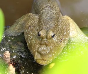 True Facts About Mudskippers