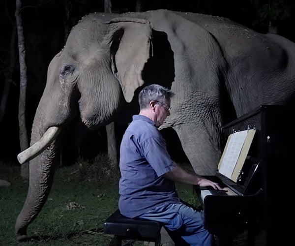 Moonlight Sonata for Old Elephant