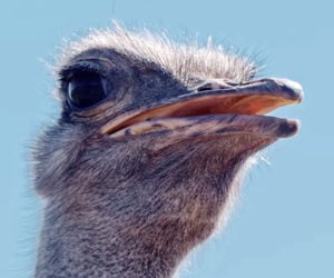 True Facts About the Ostrich