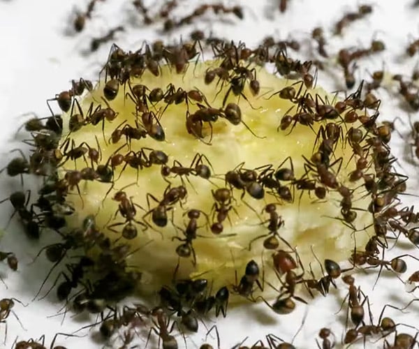 Ants vs. Banana Time-lapse