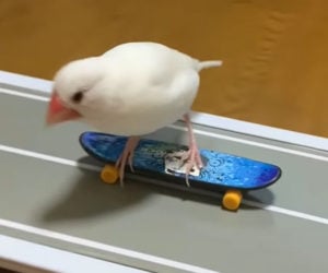 Bird on a Skateboard