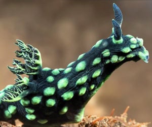 True Facts About Nudibranchs