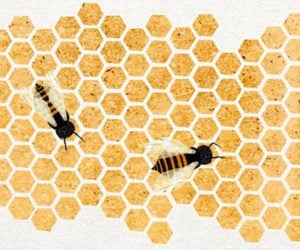 Why Honeybees Love Hexagons