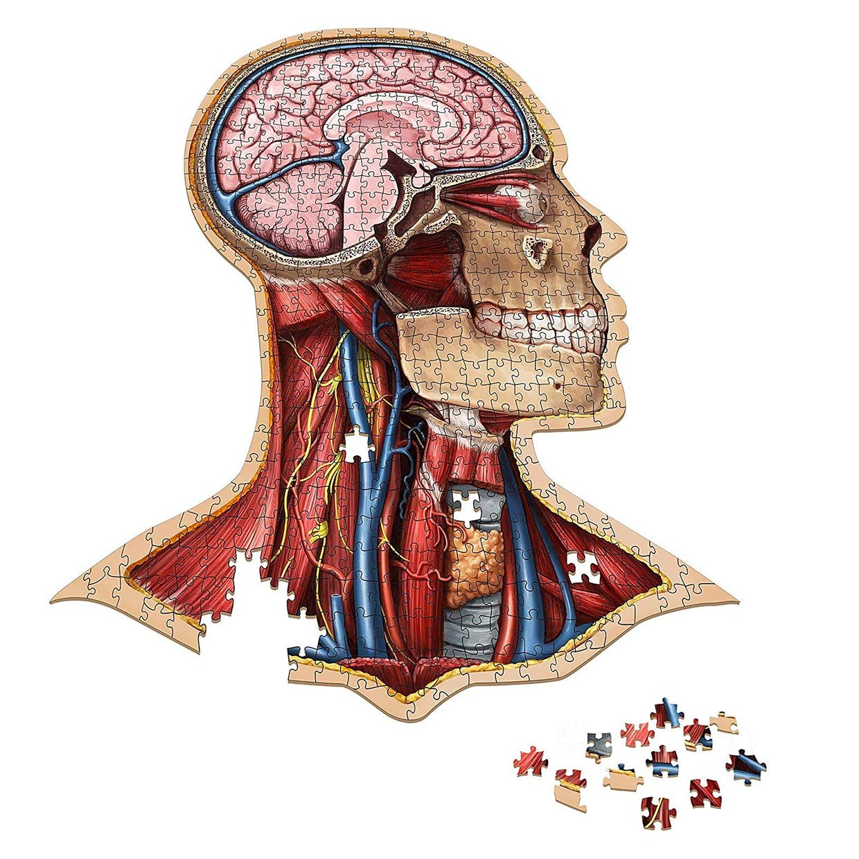 Human Anatomy Jigsaw Puzzles