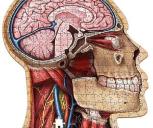 Human Anatomy Jigsaw Puzzles
