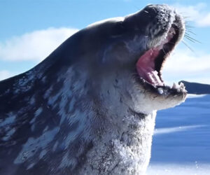 Seals Sing Seal