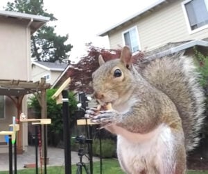 Ultimate Squirrel-proof Feeder