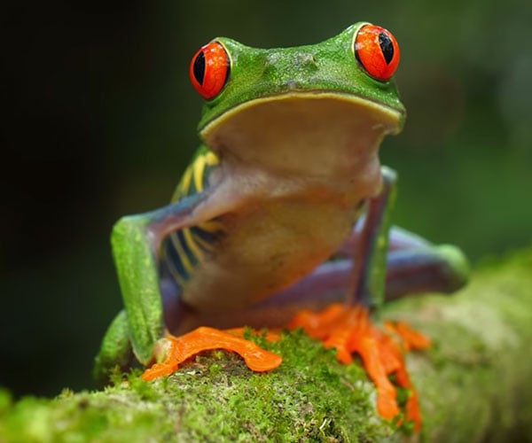 The Frog Tier List