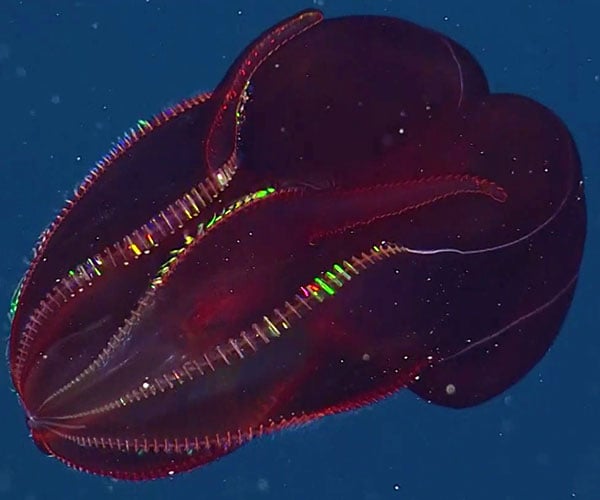 The Bloody-Belly Comb Jellyfish