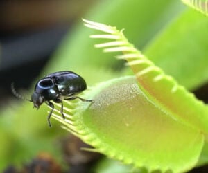 Insects vs. Carnivorous Plants