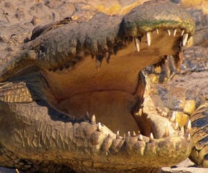 Are Crocodilians OP?