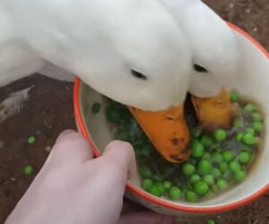 Ducks Destroy Peas