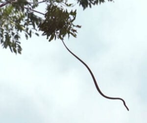 How Flying Snakes Glide