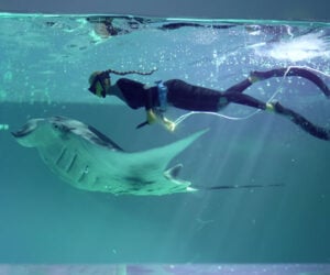 Diver and Manta Ray Resin Art