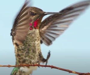 True Facts About Hummingbirds
