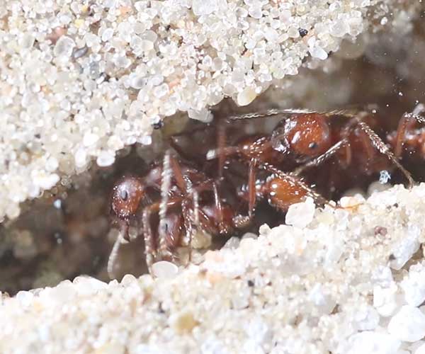 Ant Colony Time-lapse