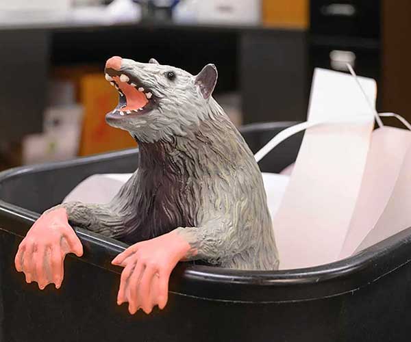 Office Possum