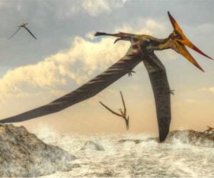 Were Pterosaurs OP?