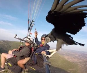 Vulture Visits Paragliders