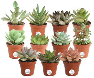 Succulent Plant Multi-packs