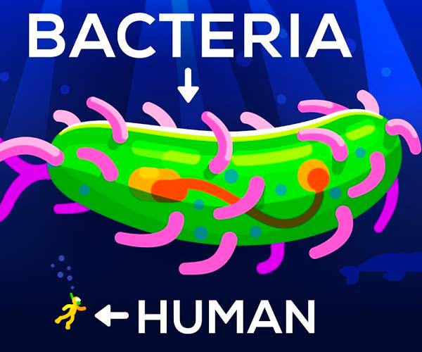 How Large Can a Bacteria Get?
