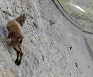 Wall-climbing Goats