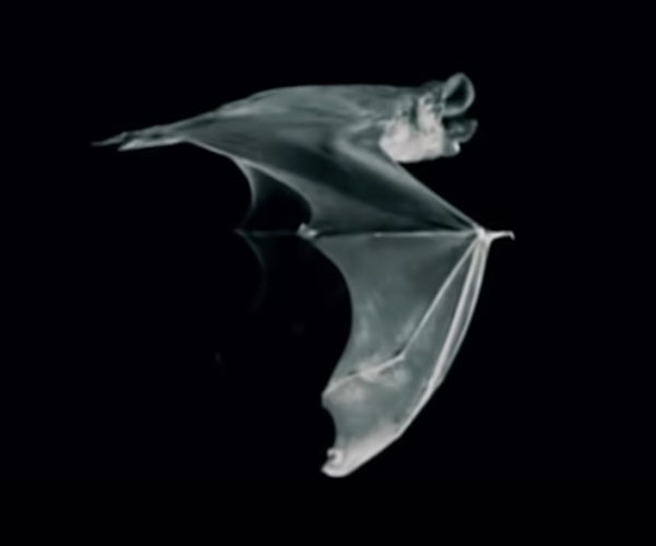 Bat Flight in Slow-Motion
