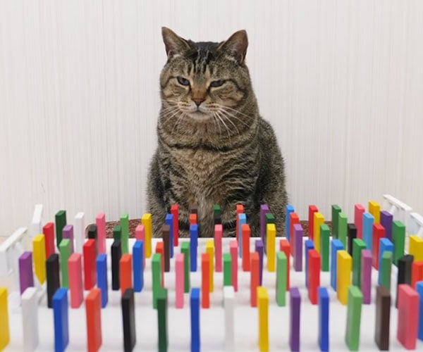 Cats and Dominoes