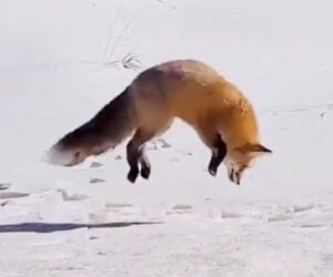Fox Goes Fishing