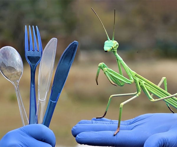 Plastic Cutlery Praying Mantis