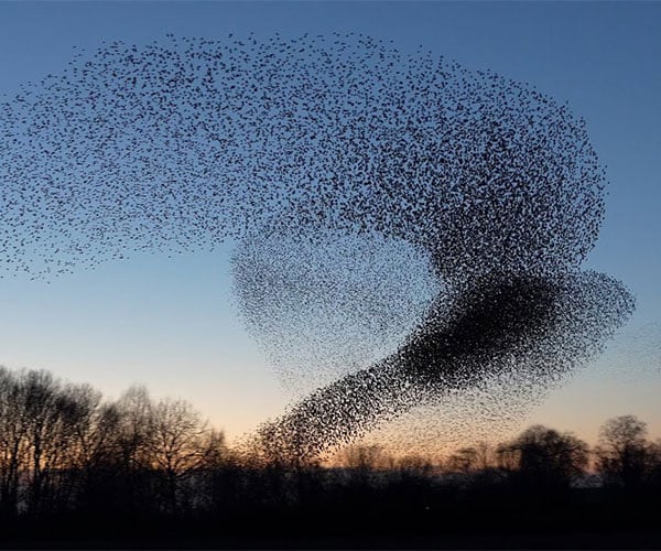 Dance of the Starlings