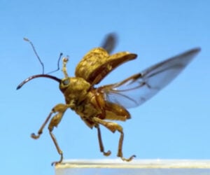Insects Take Flight in Slow-Motion