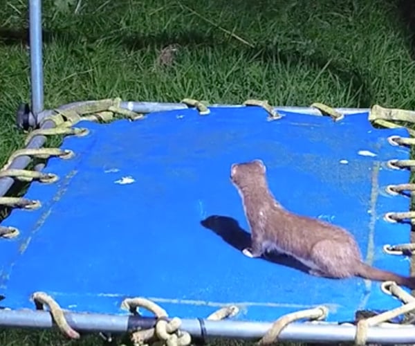 Stoat on a Trampoline